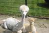 Camping-Recreatiecentrum de Vogel